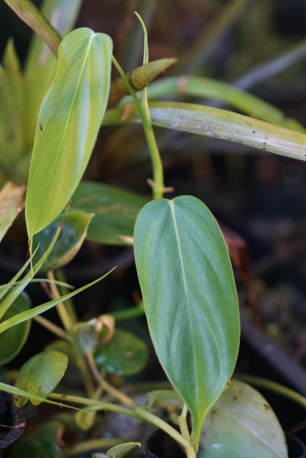 Philodendron sp Choco