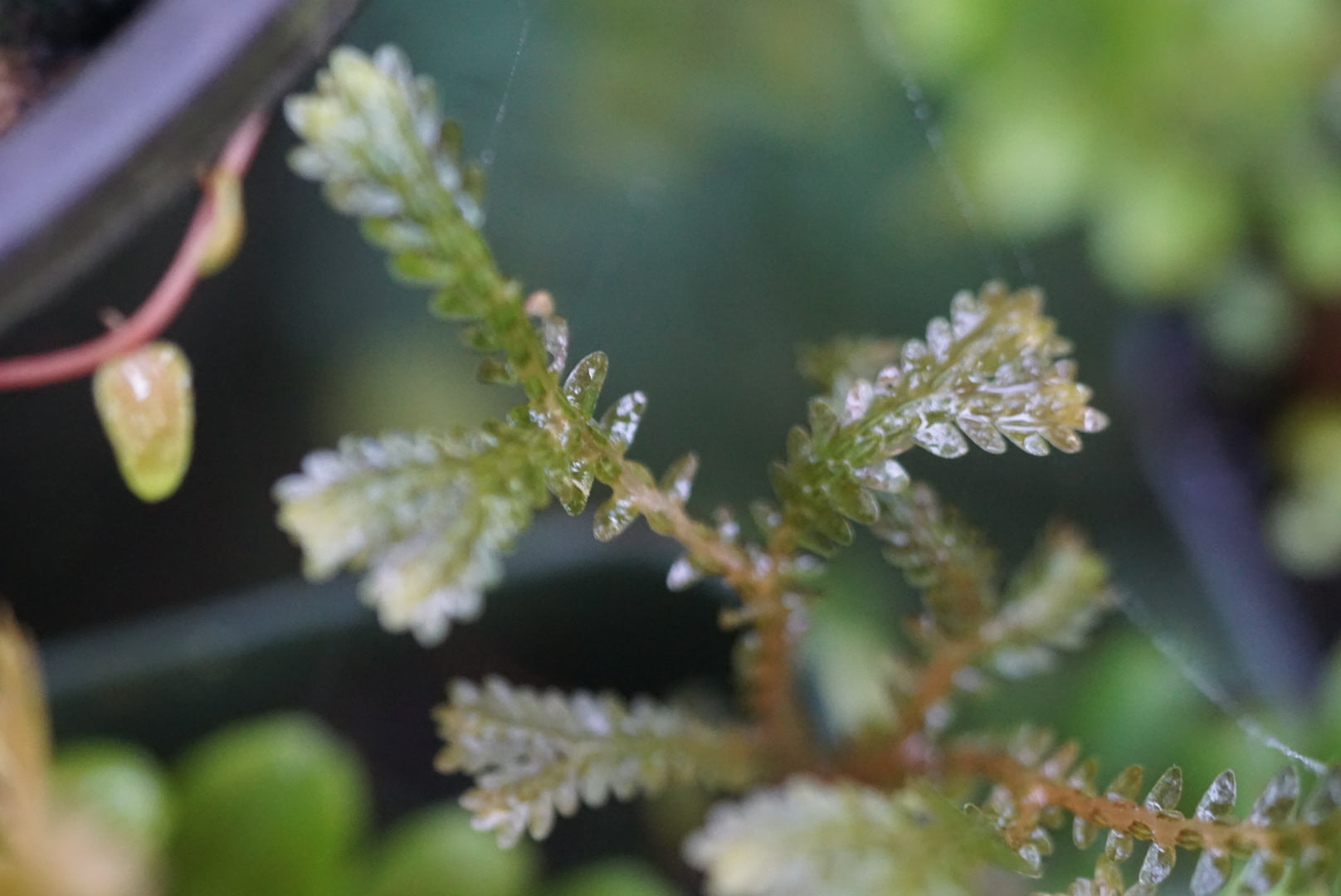 Selaginella sericea