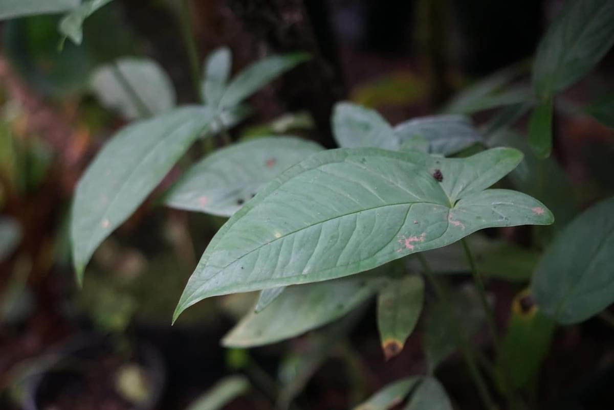 Syngonium sp. Puerto Quito 1