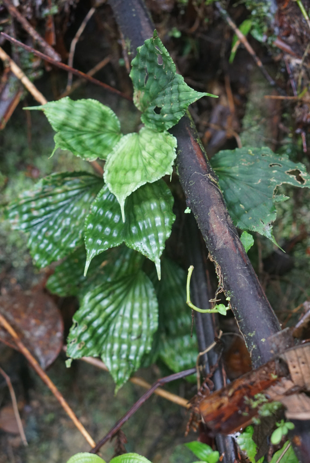 Dicranopygium cuatrecasasianum
