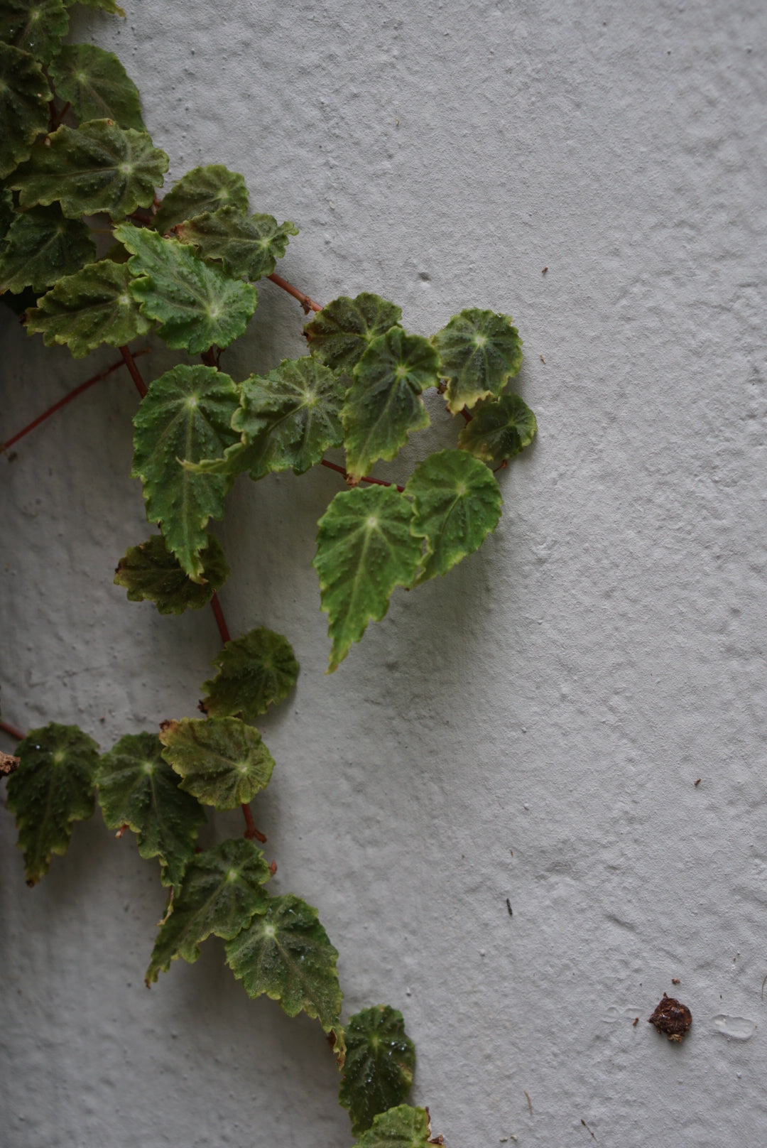 Begonia dodsonii