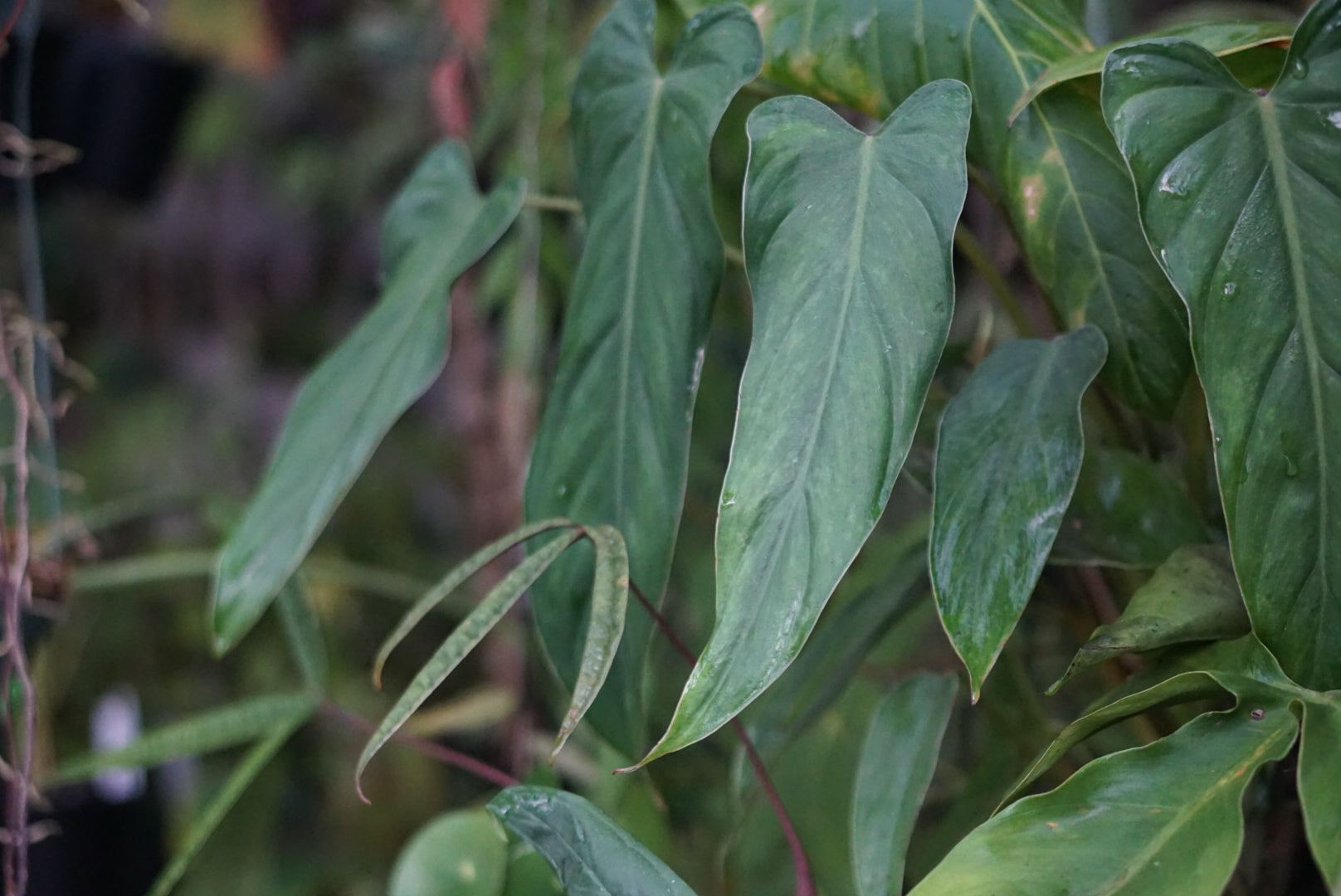 Philodendron dolichogynium