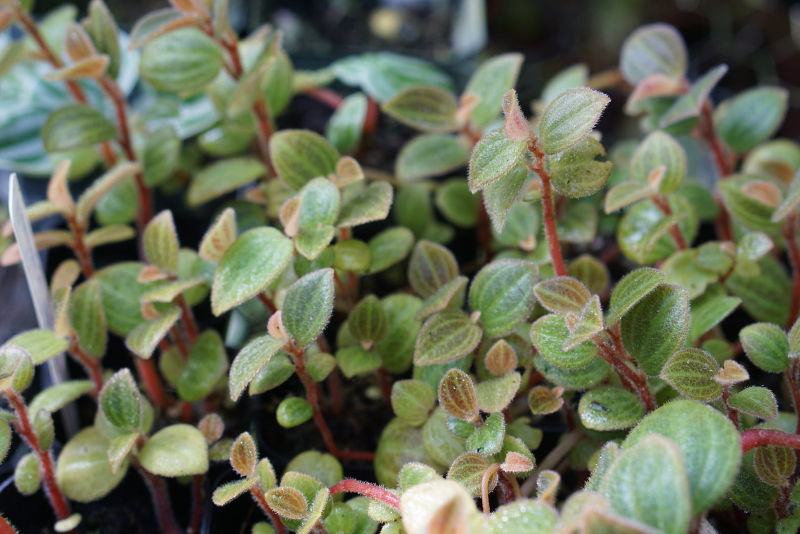 Peperomia sp. Tingo Maria