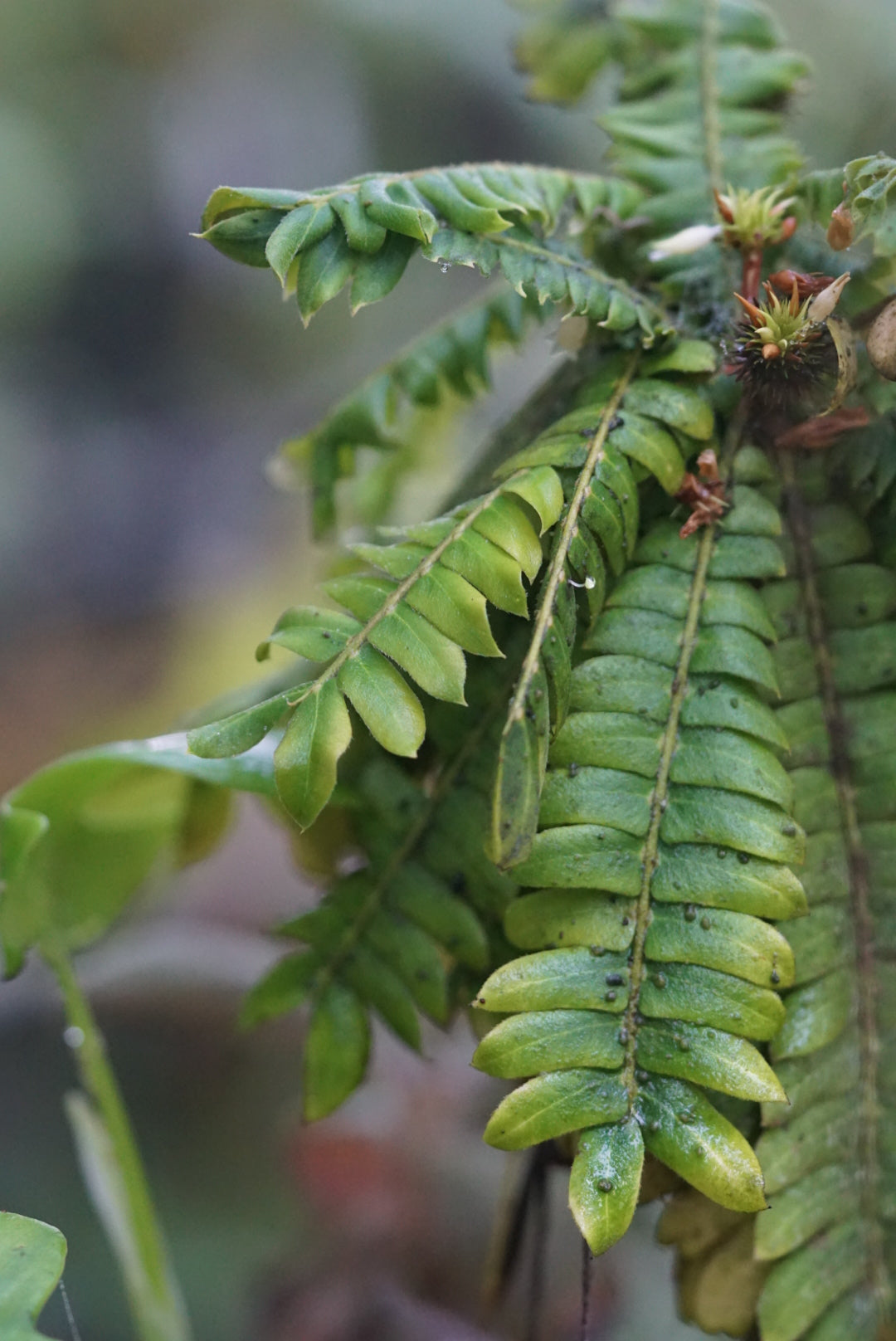 Biophytum sp. Amazonas