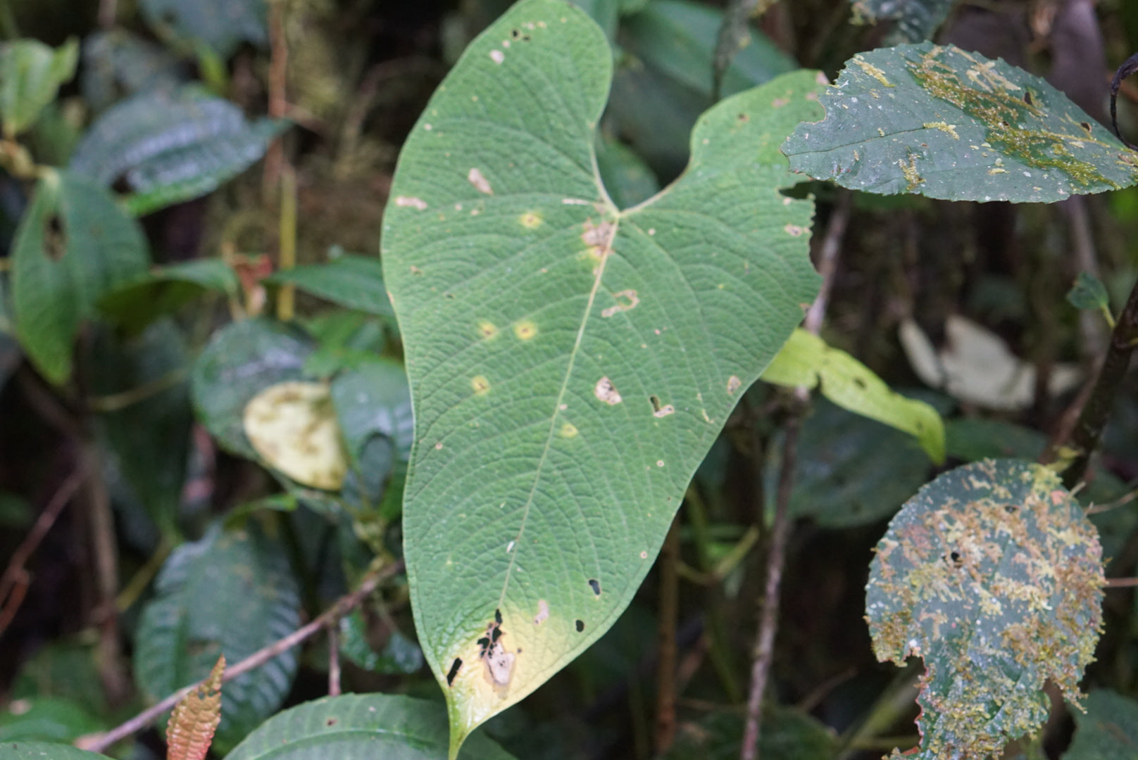 Anthurium aff corrugatum
