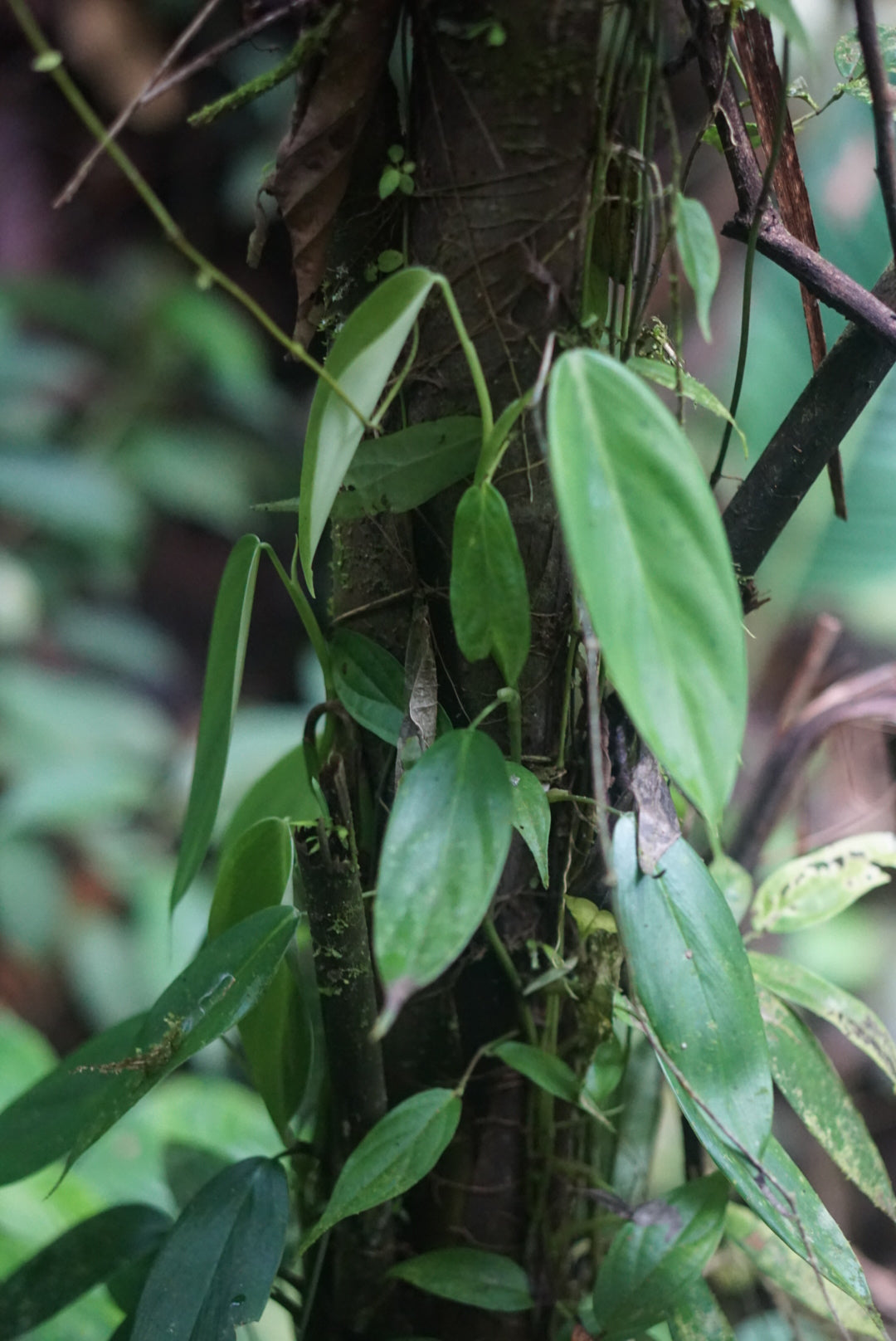 Philodendron sp Choco