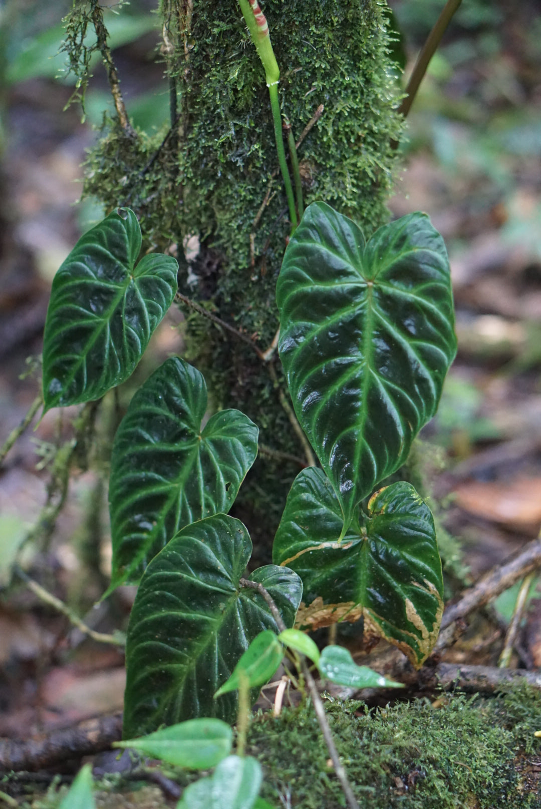 Philodendron verrucosum 'Choco'