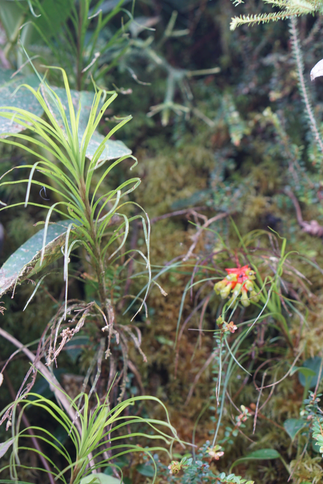 Guzmania graminifolia