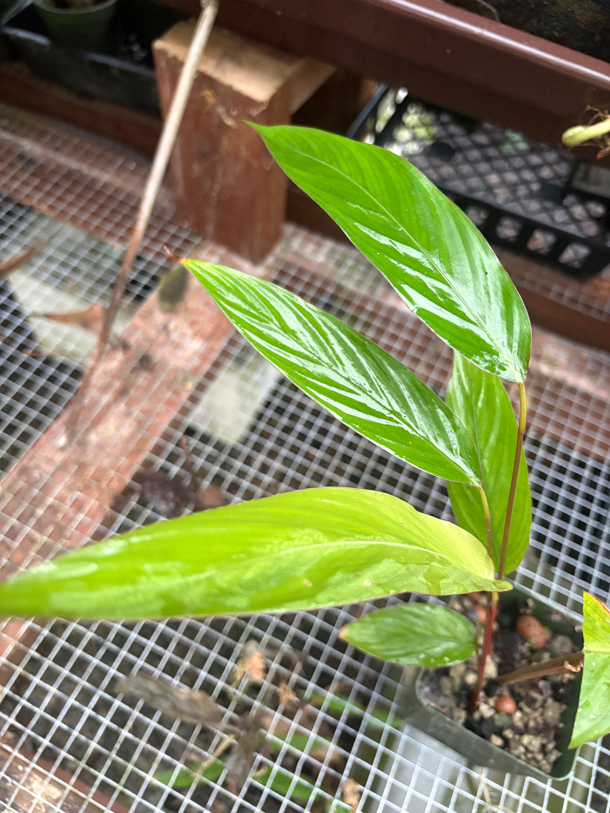 Calathea sp Puerto Quito