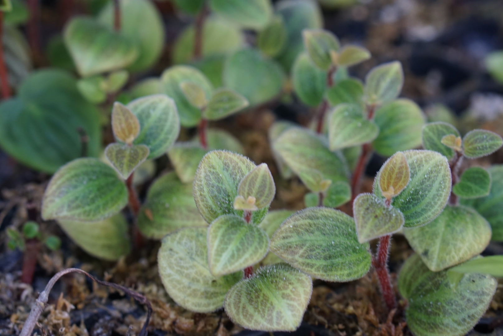 Peperomia sp. Tingo Maria