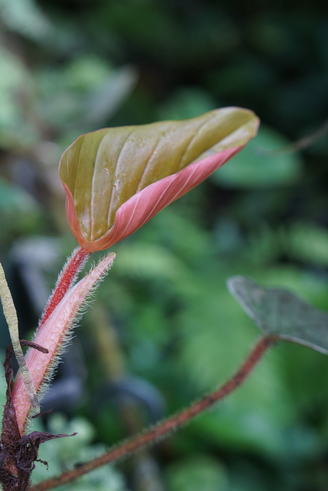 Philodendron squamicaule