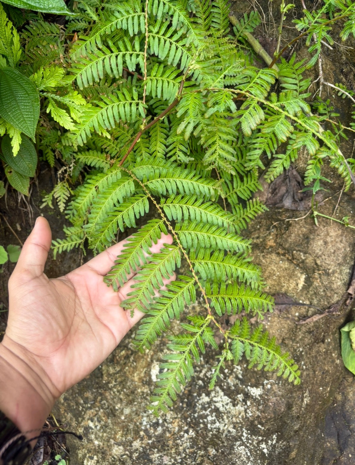 Selaginella sp Lita