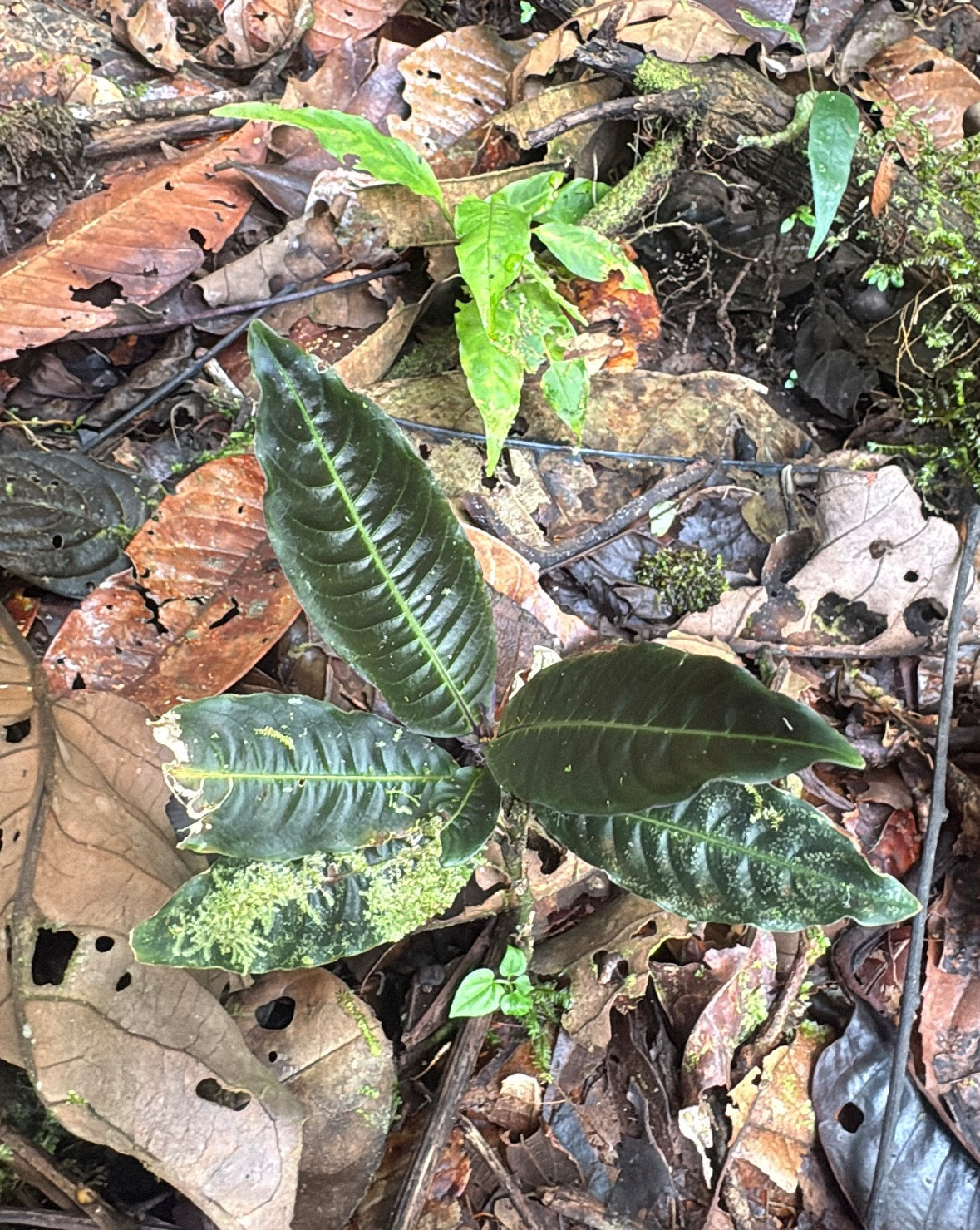 Rubiceae sp Lita 3
