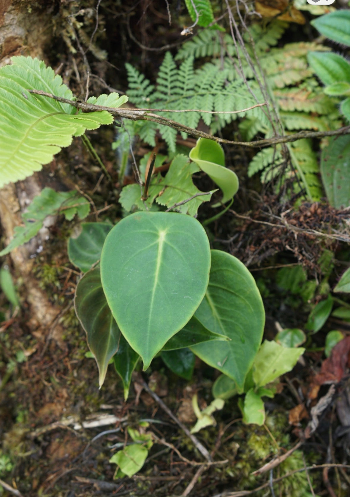 Peperomia sp Choco 2