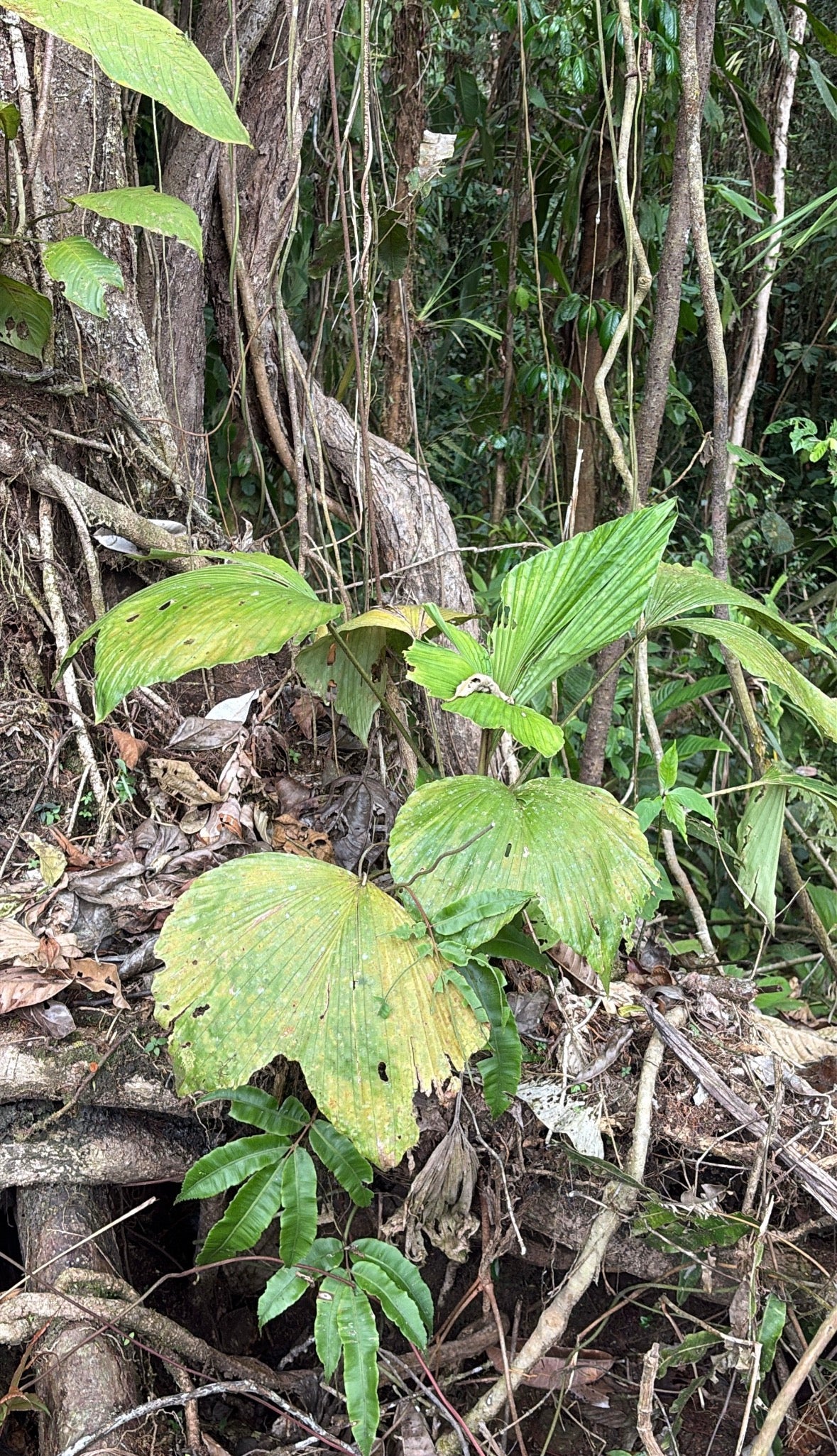 Asplundia cf platyphylla