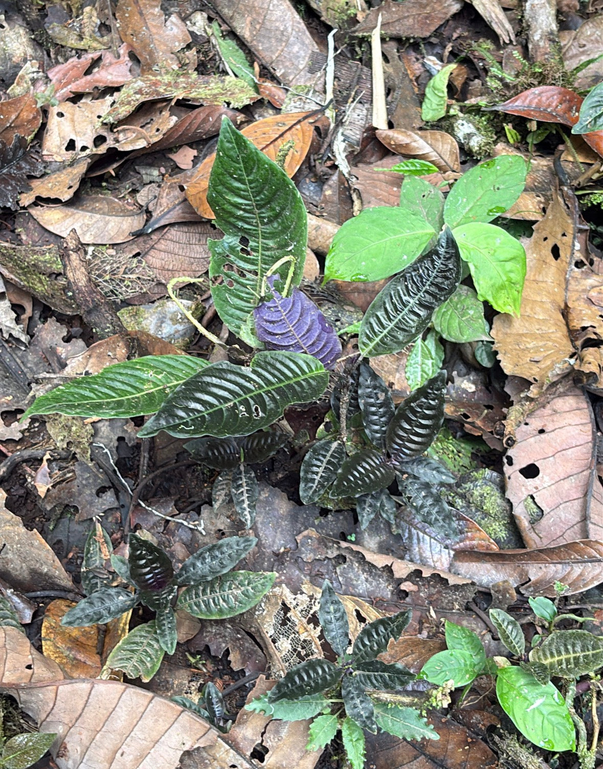 Rubiceae sp Lita 3
