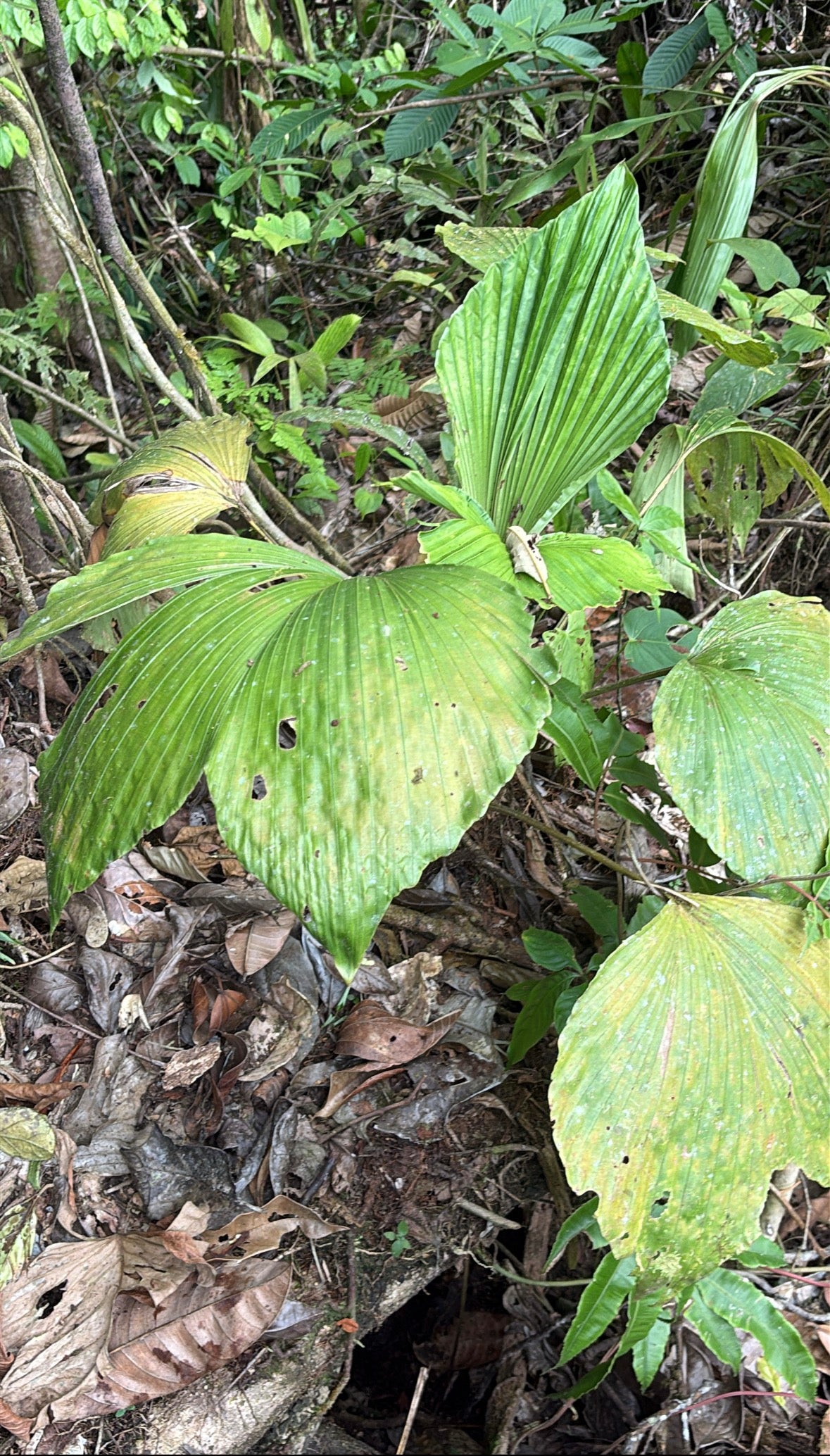 Asplundia cf platyphylla