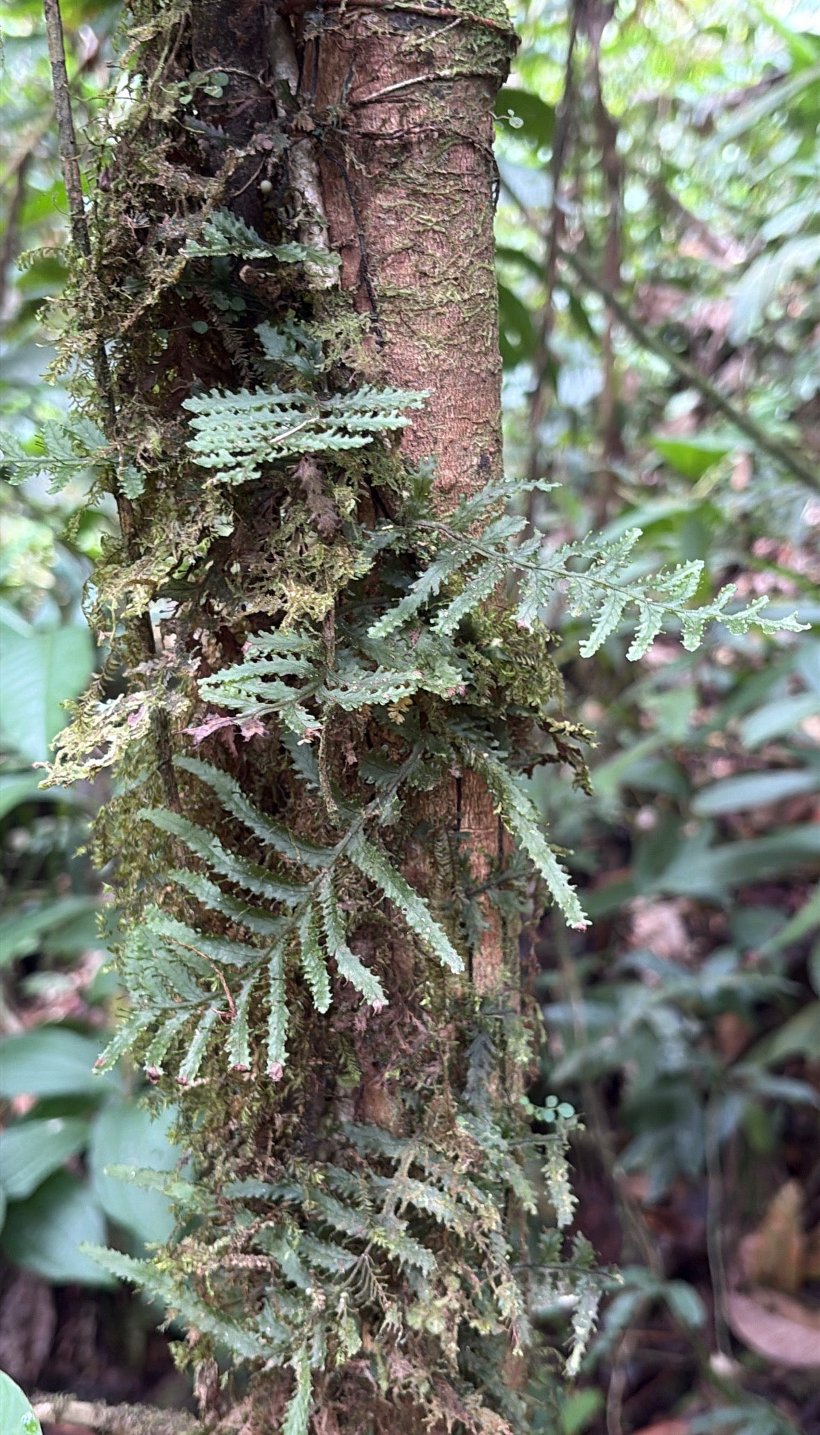 Trichomanes ankersii
