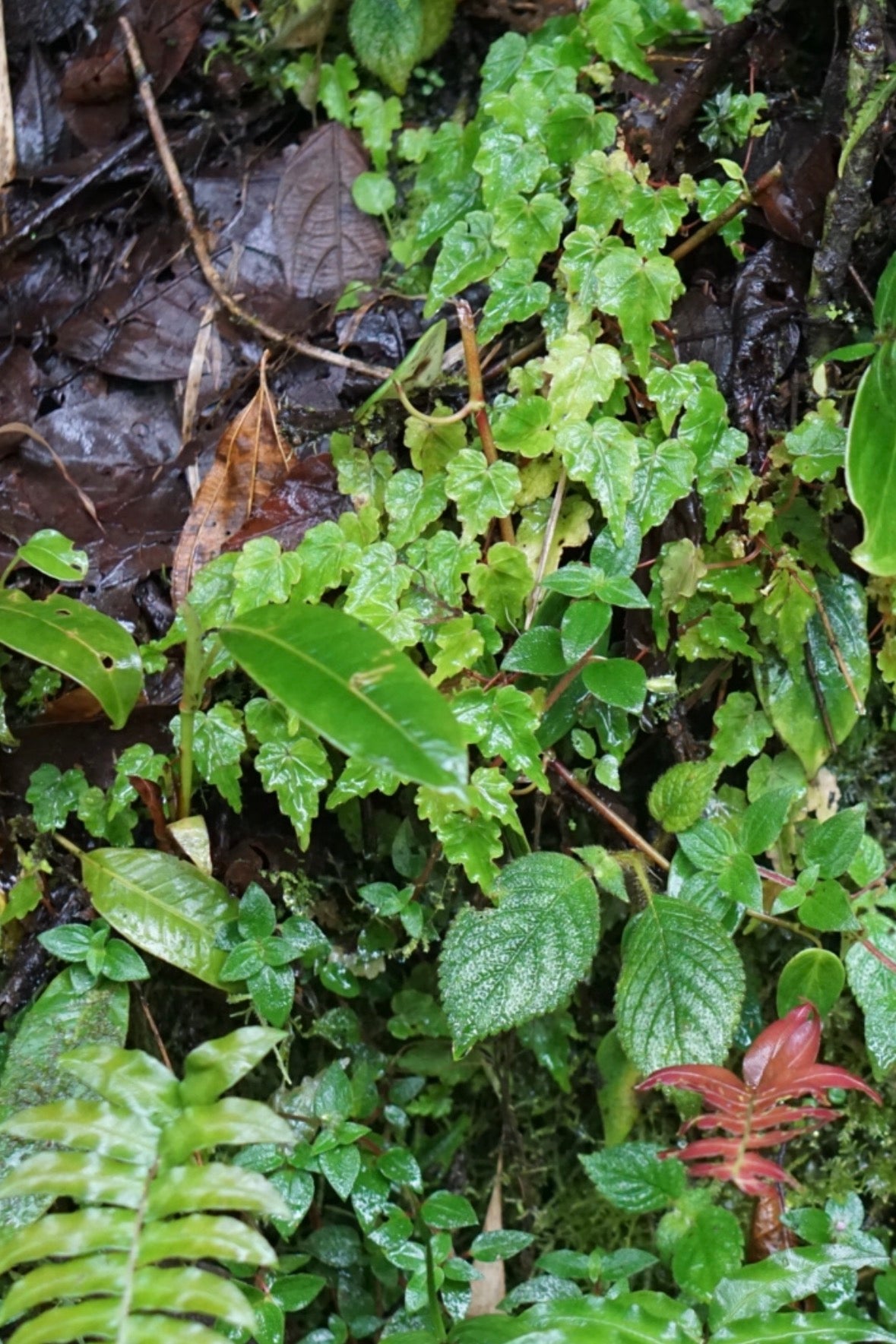 Begonia dodsonii