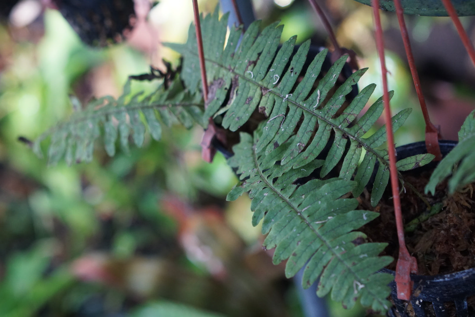 Polypodium sp Choco