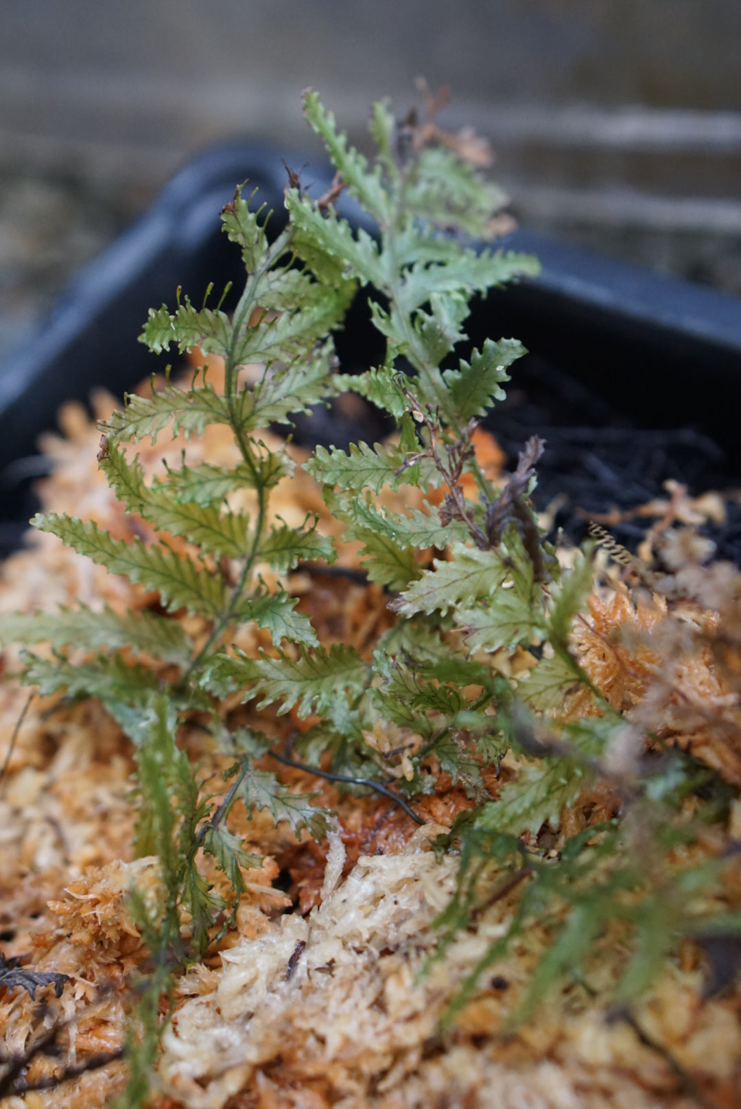 Trichomanes ankersii