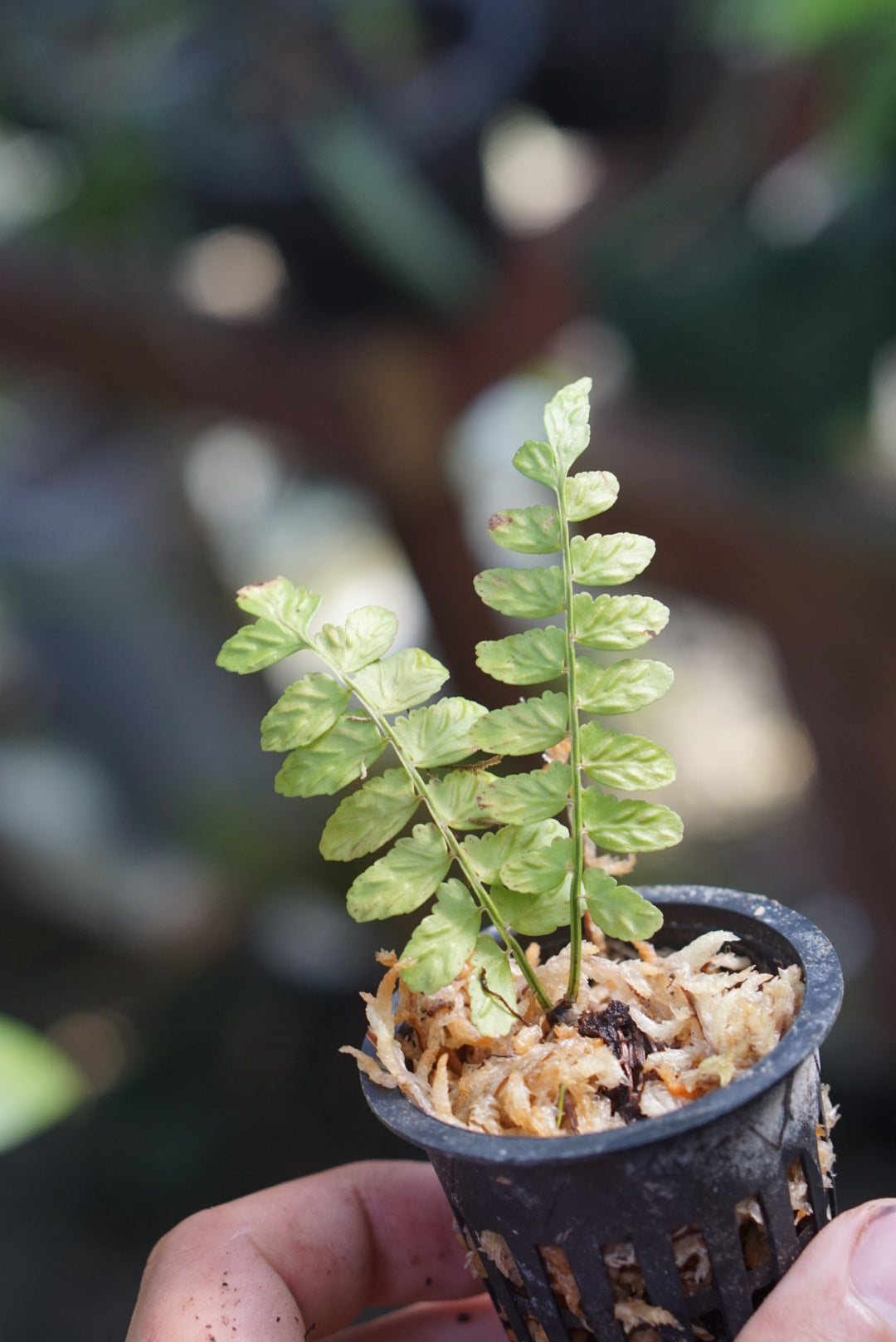Asplenium sp Lita 2