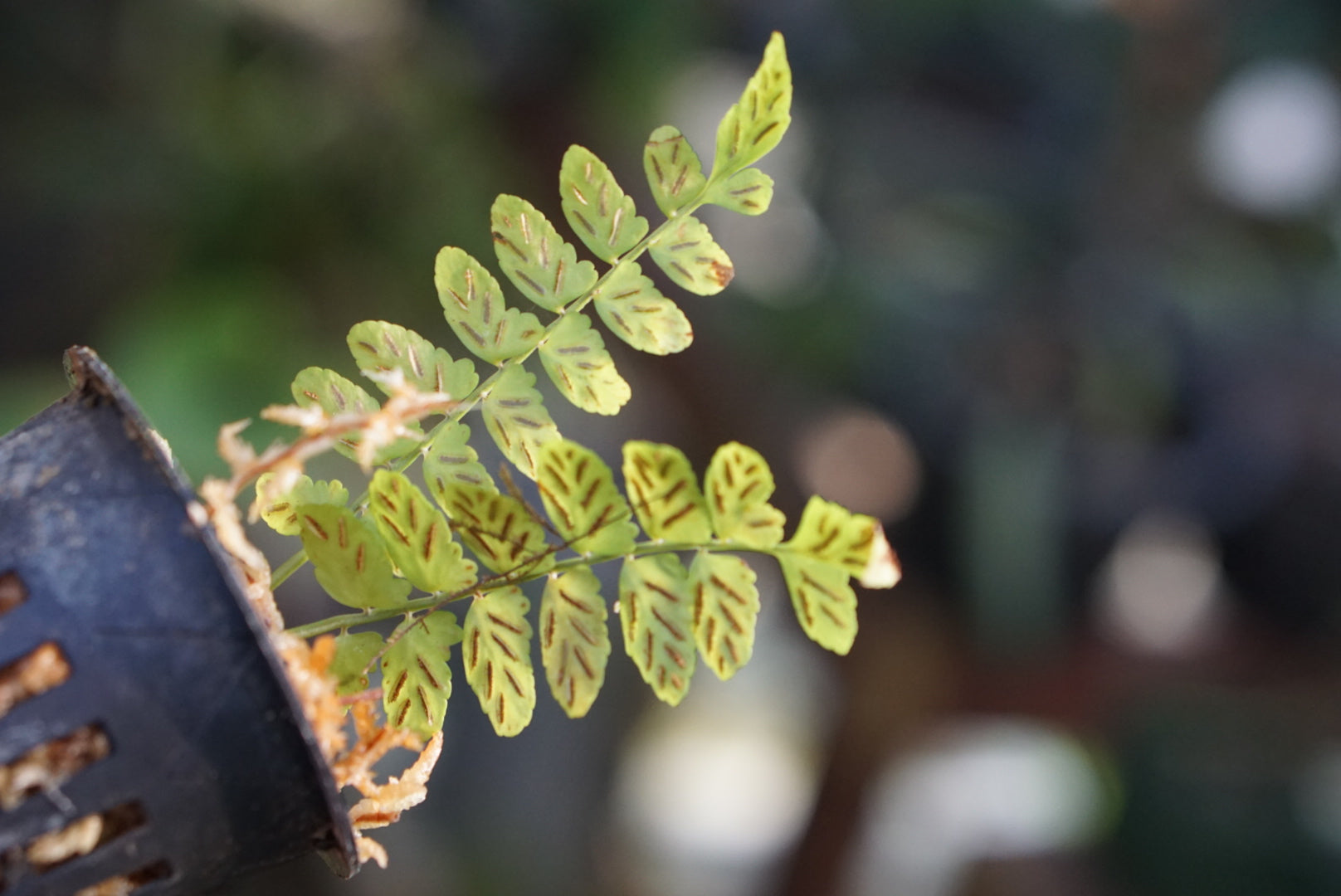 Asplenium sp Lita 2