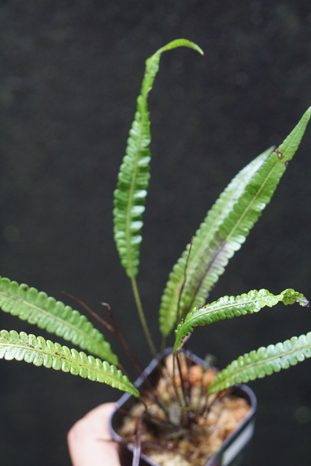 Fern sp Lita 1