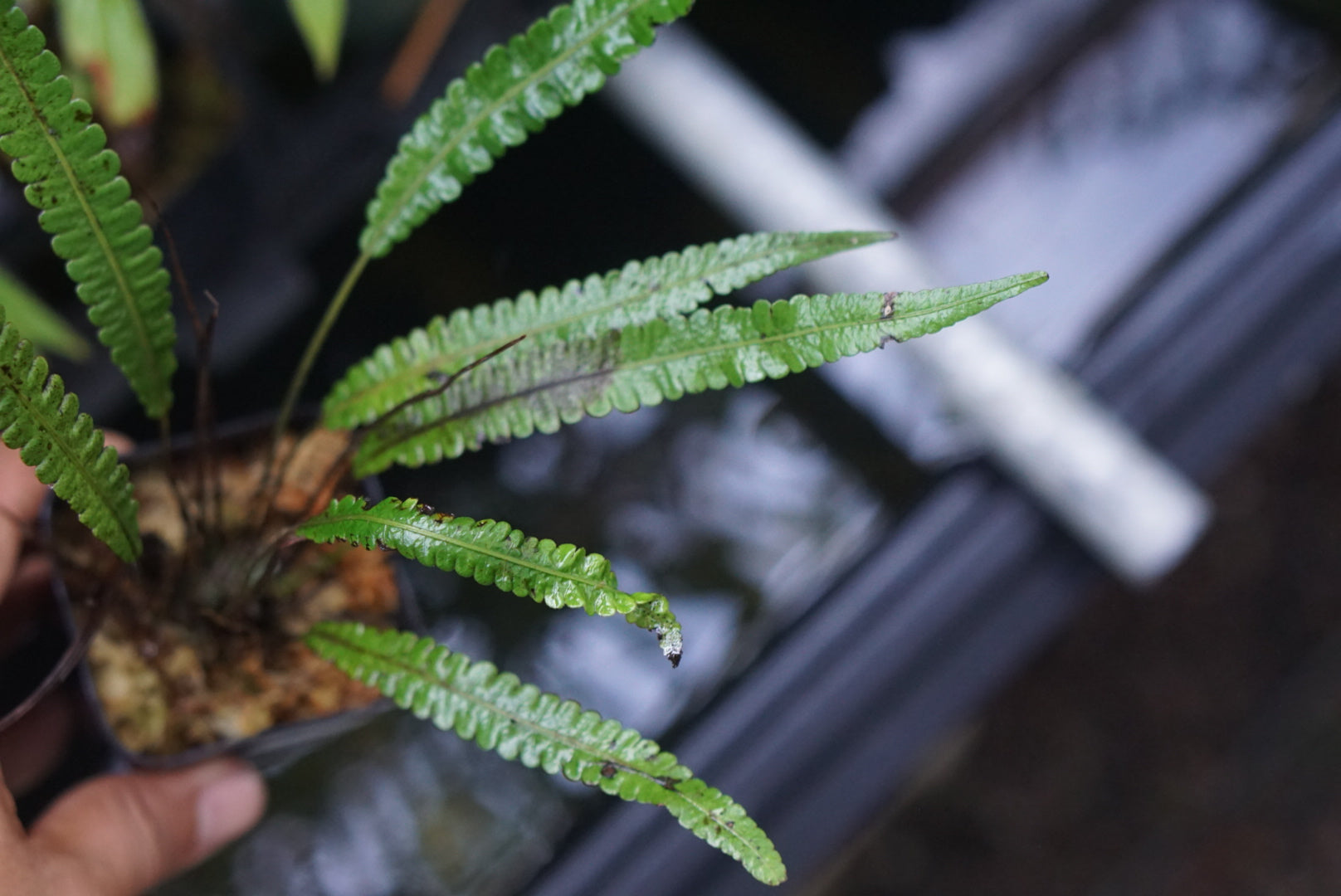 Fern sp Lita 1