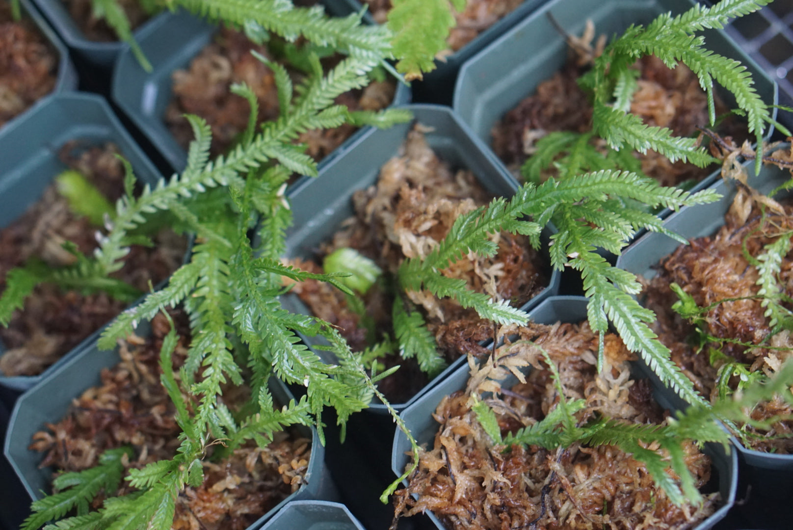 Selaginella sp Lita