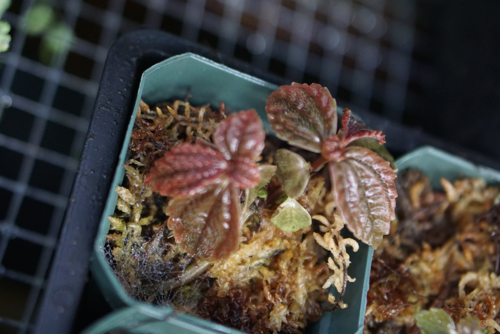 Pilea sp Choco 3