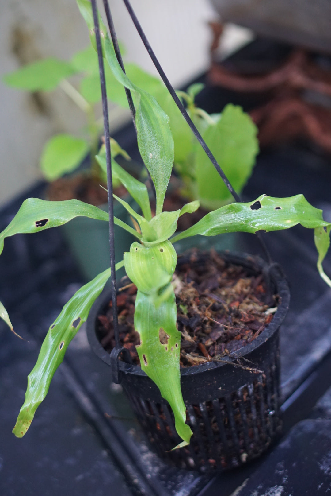 Pitcairnia sp Lita