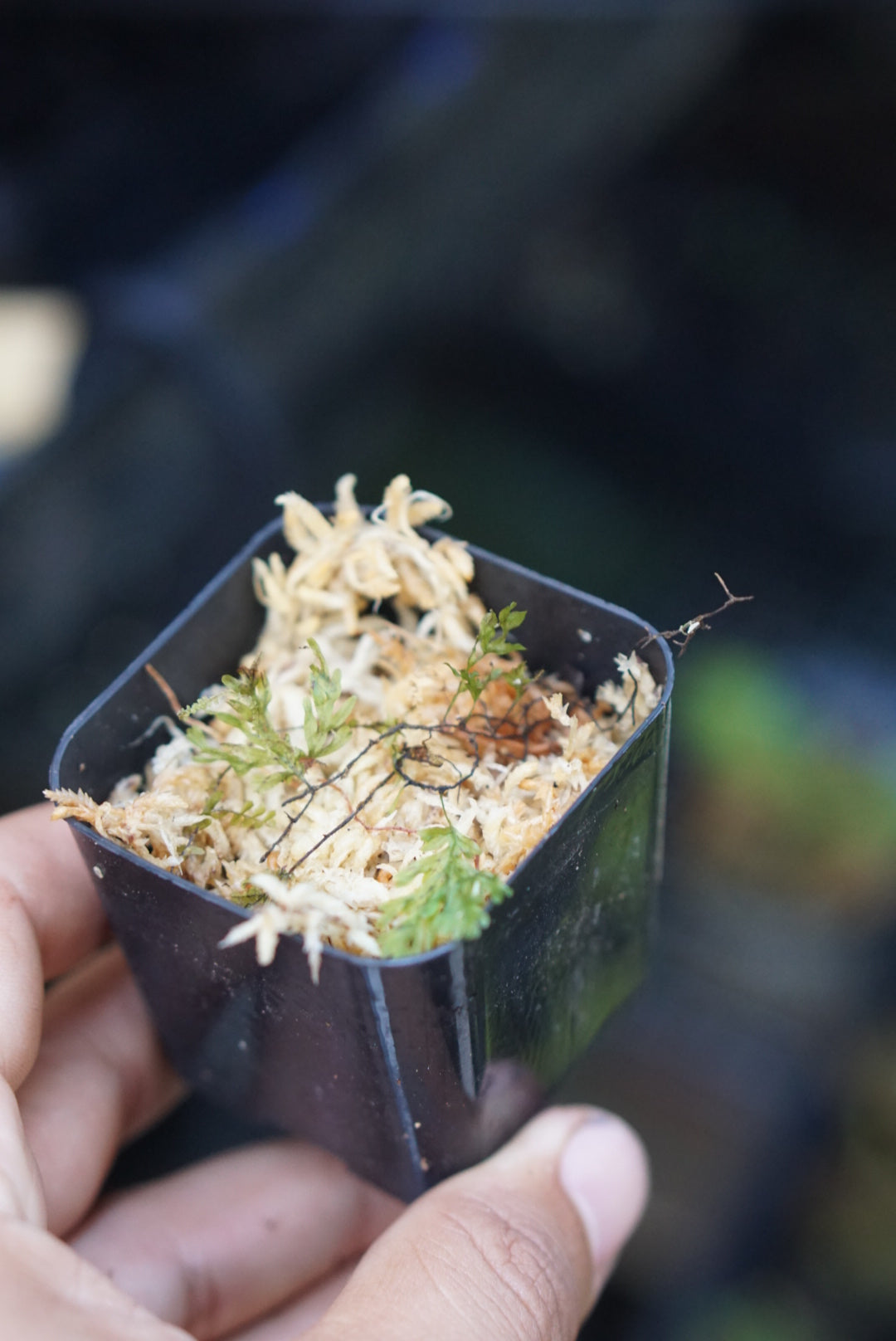 Didymoglossum sp Lita