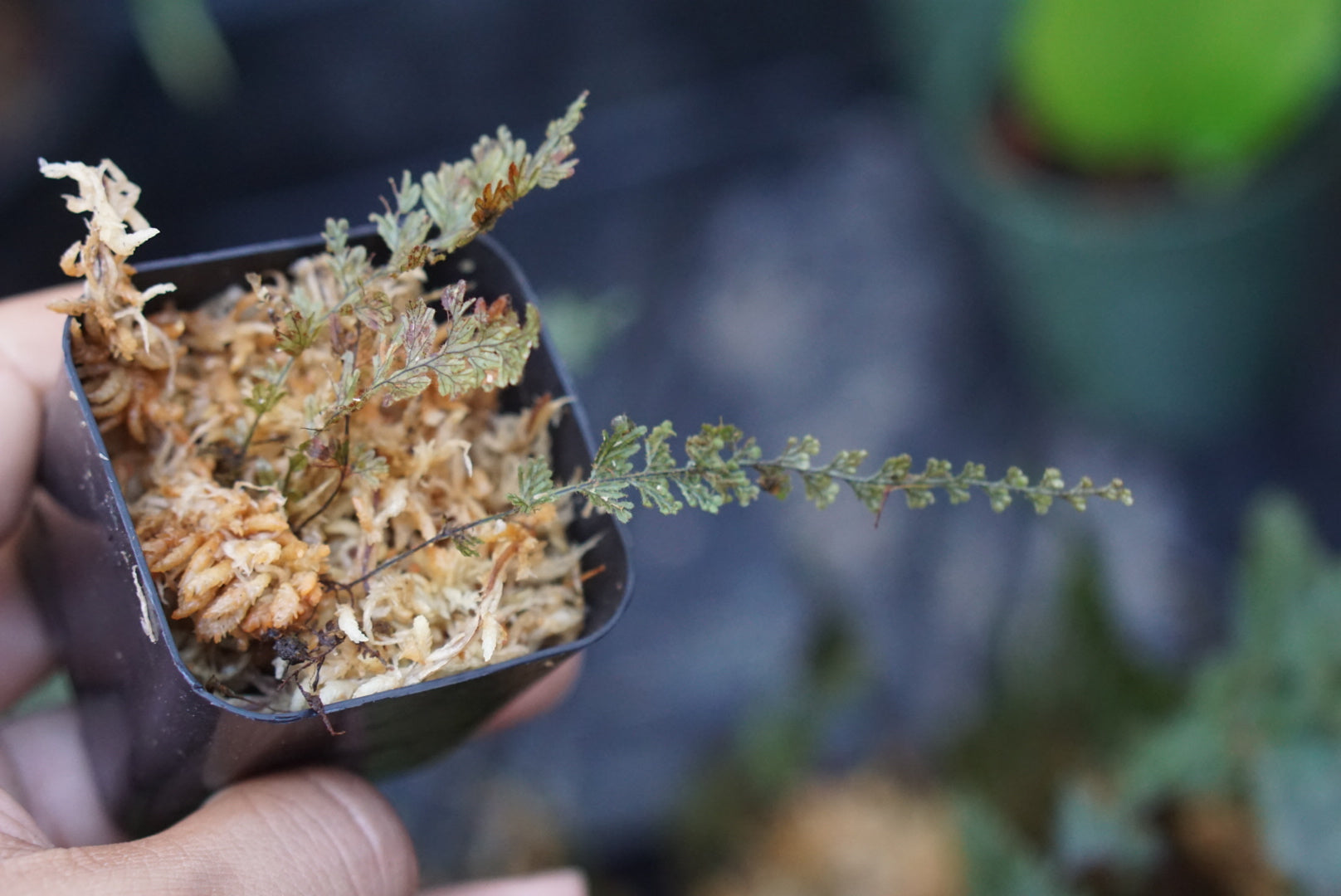 Hymenophyllum sp Choco 1