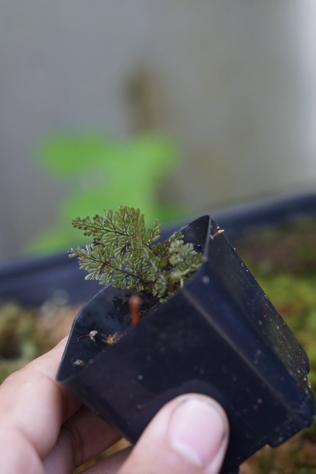 Hymenophyllum sp Choco 1