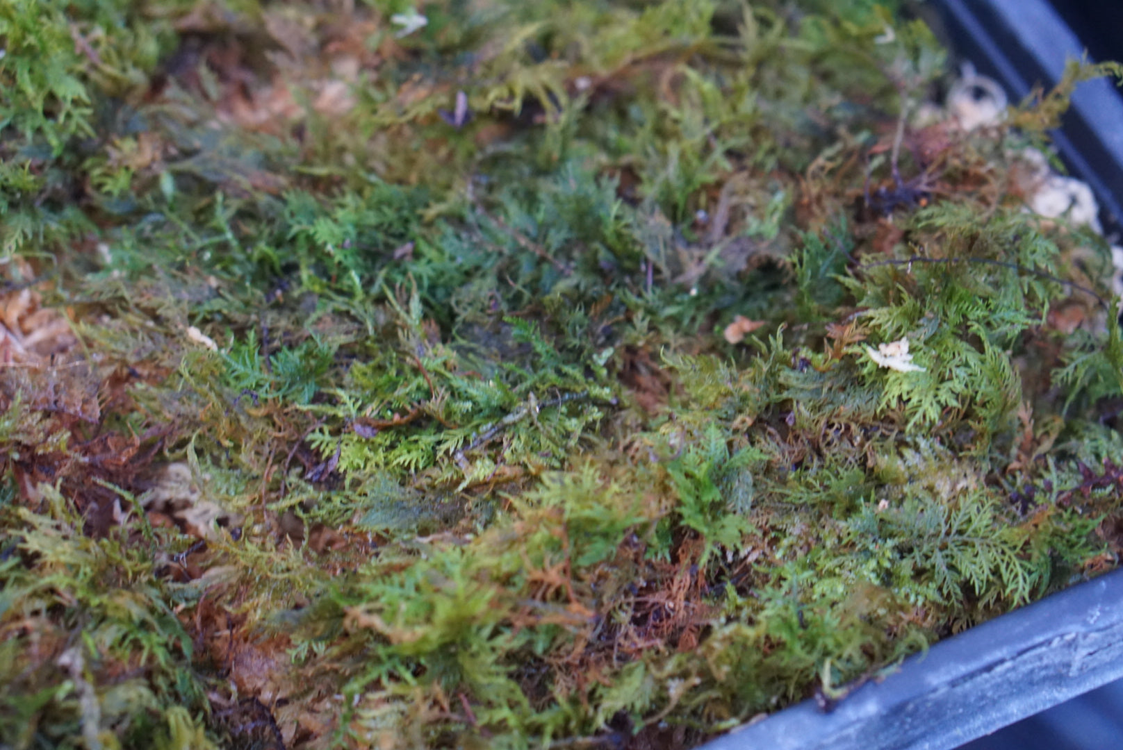 Thuidium sp Choco