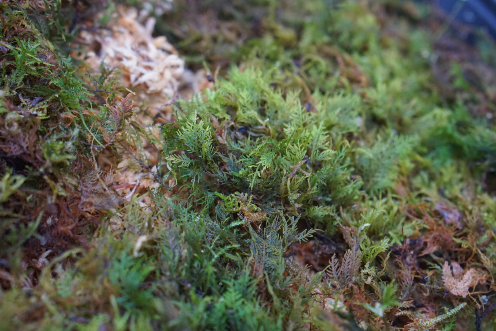 Thuidium sp Choco