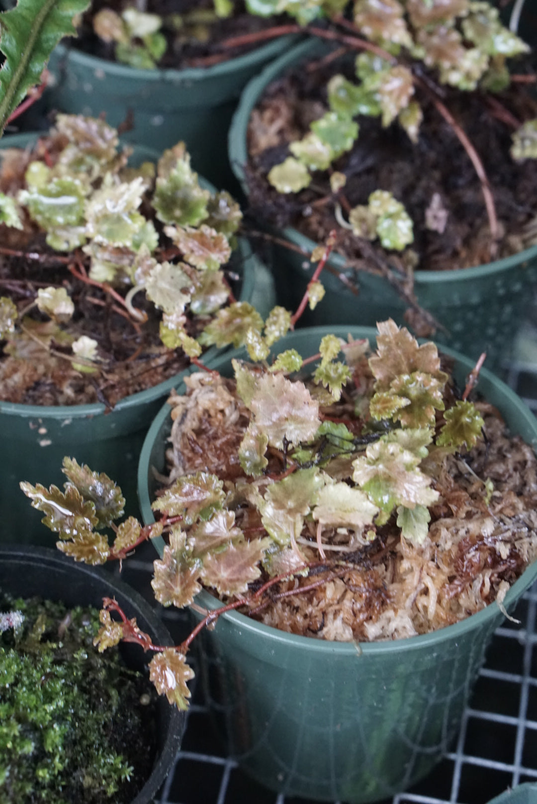 Begonia dodsonii