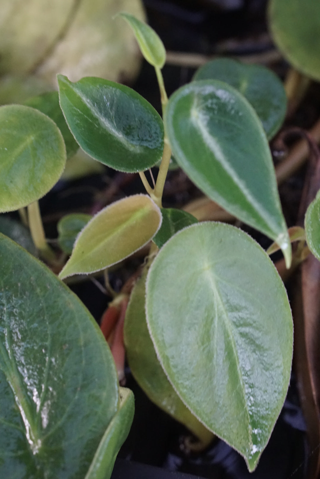 Peperomia sp Choco 2