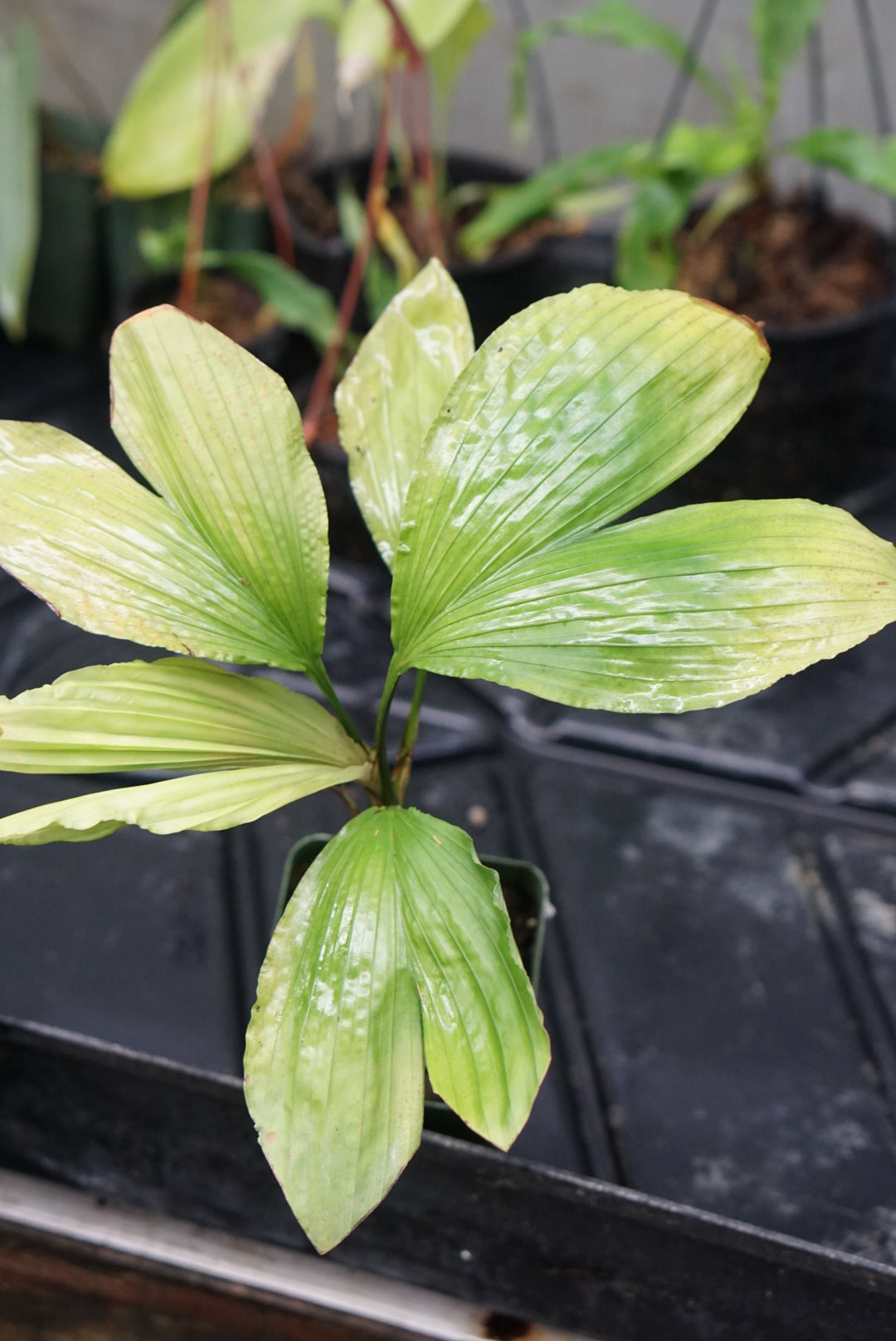 Asplundia cf platyphylla