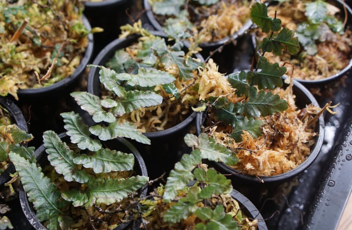 Teratophyllum rotundifoliatum | Atlas Exotics