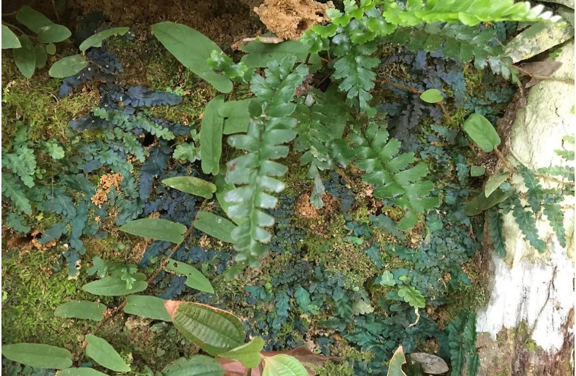 Teratophyllum rotundifoliatum | Atlas Exotics