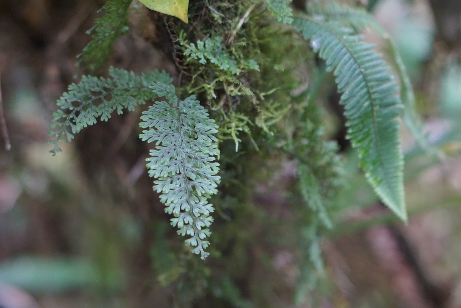 Hymenophyllum sp Mindo 1