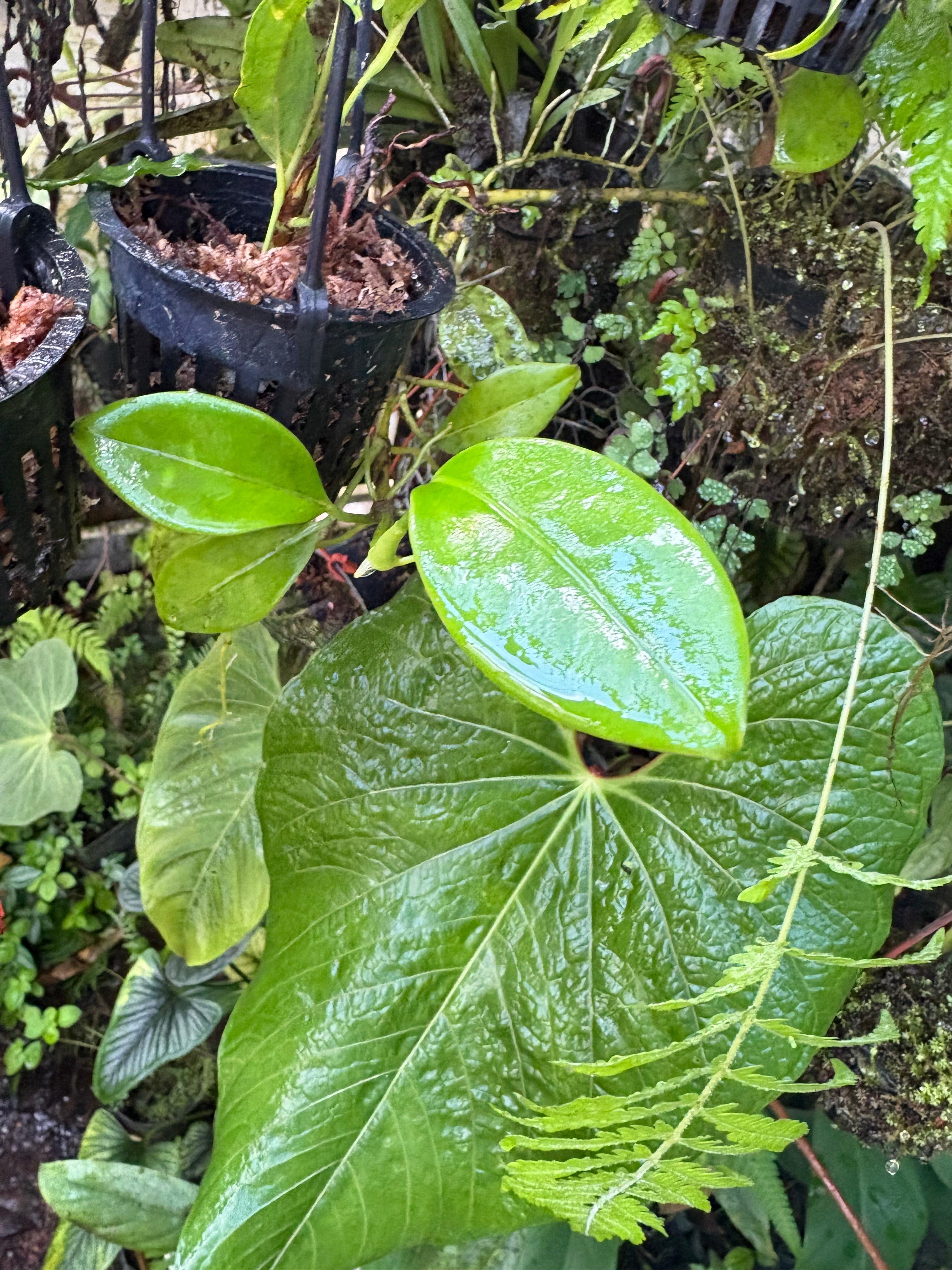 Anthurium cf scandens - Mindo