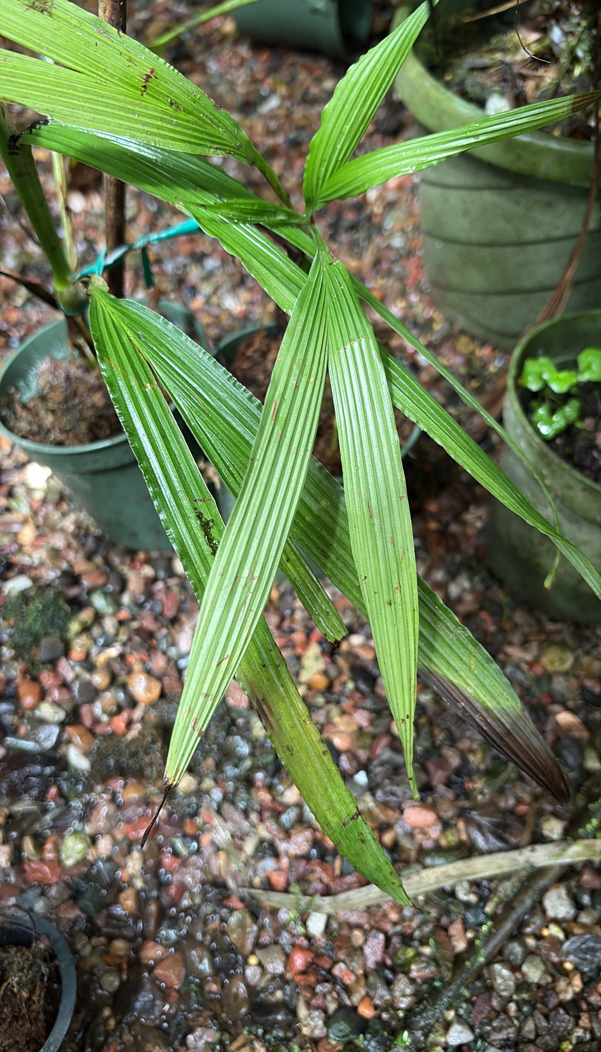 Dicranopygium sp. Mindo
