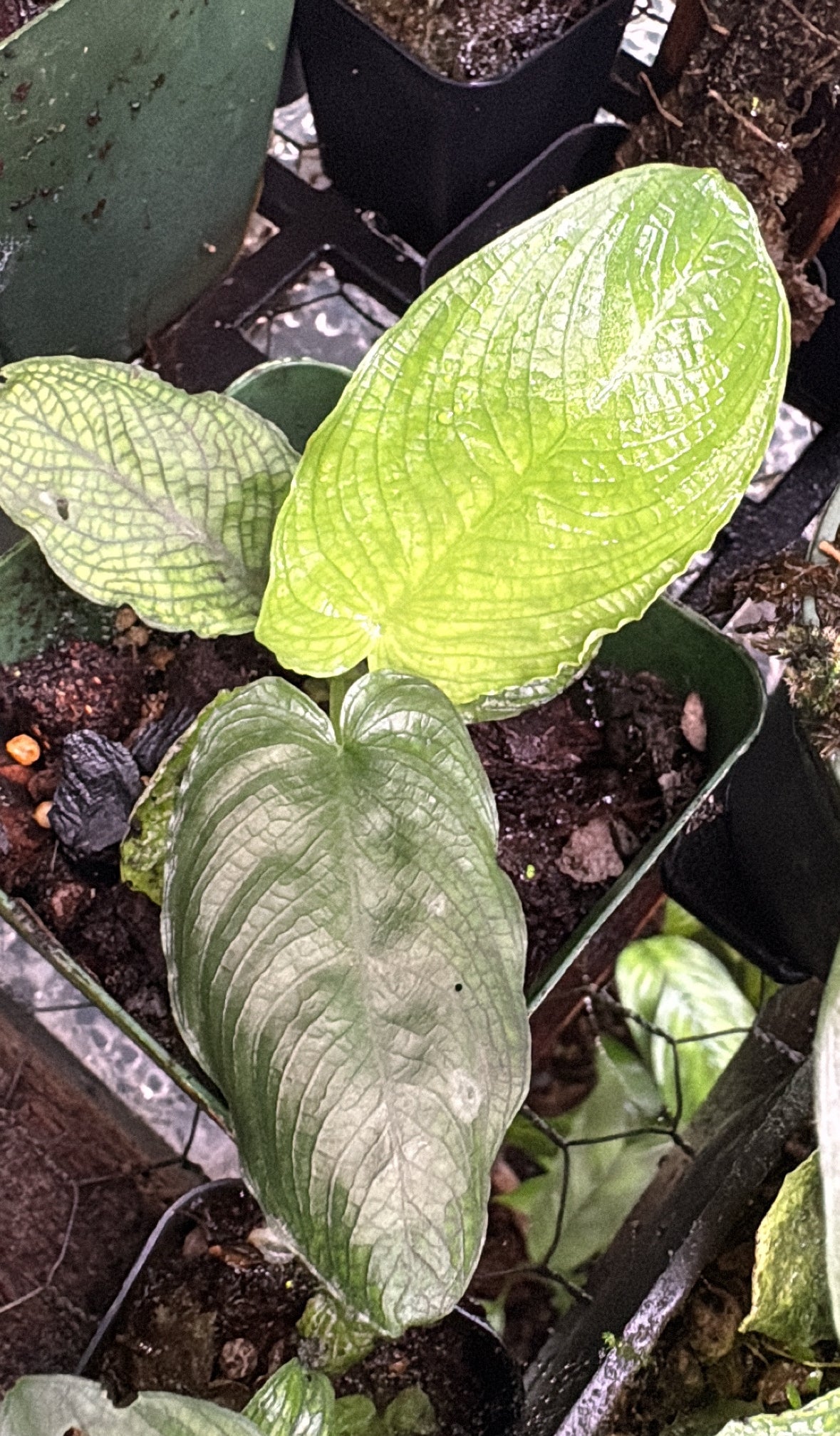 Schismatoglottis puberulipes