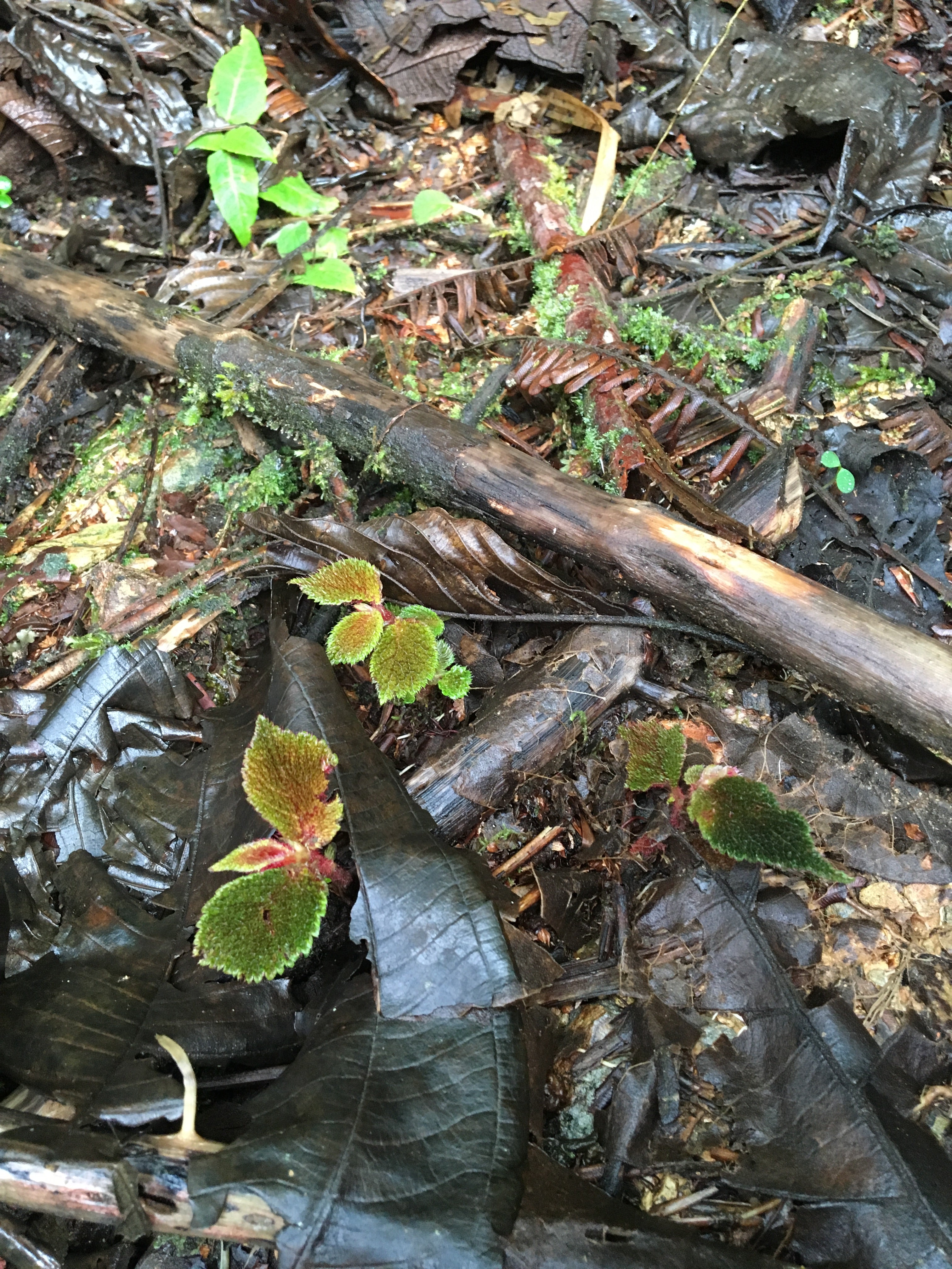 Begonia lehmannii