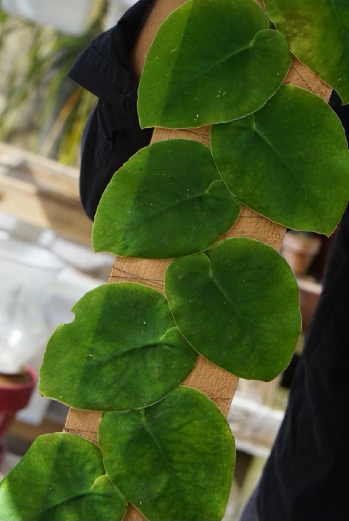 Monstera dubia (green form)