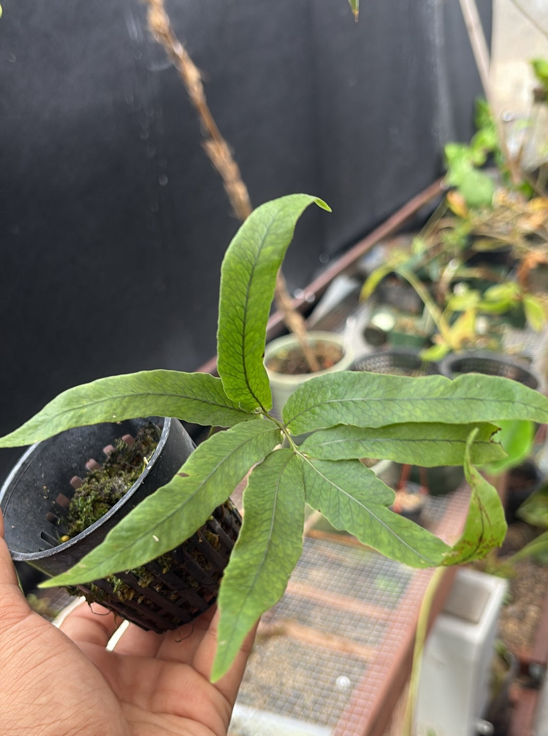 Diplazium sp. Chocó