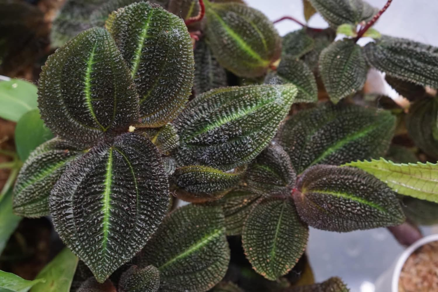 Triolena sp. Morona 2